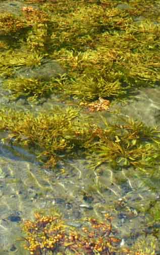 Рис. Морские водоросли - источник сырья для Цероксина